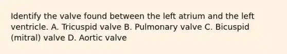 Identify the valve found between the left atrium and the left ventricle. A. Tricuspid valve B. Pulmonary valve C. Bicuspid (mitral) valve D. Aortic valve