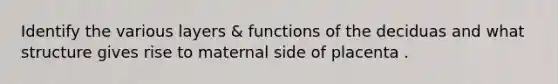 Identify the various layers & functions of the deciduas and what structure gives rise to maternal side of placenta .