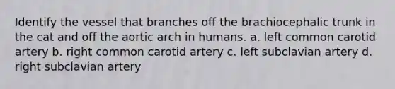 Identify the vessel that branches off the brachiocephalic trunk in the cat and off the aortic arch in humans. a. left common carotid artery b. right common carotid artery c. left subclavian artery d. right subclavian artery