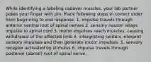 While identifying a labeling cadaver muscles, your lab partner pokes your finger with pin. Place following steps in correct order from beginning to end response. 1. Impulse travels through anterior ventral root of spinal nerves 2. sensory neuron relays impulse to spinal cord 3. motor impulses reach muscles, causing withdrawal of the affected limb 4. intergrating centers interpret sensory impulses and than generate motor impulses. 5. sensory receptor activated by stimulus 6. impulse travels through posterior (dorsal) root of spinal nerve.