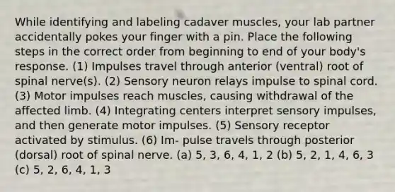 While identifying and labeling cadaver muscles, your lab partner accidentally pokes your finger with a pin. Place the following steps in the correct order from beginning to end of your body's response. (1) Impulses travel through anterior (ventral) root of spinal nerve(s). (2) Sensory neuron relays impulse to spinal cord. (3) Motor impulses reach muscles, causing withdrawal of the affected limb. (4) Integrating centers interpret sensory impulses, and then generate motor impulses. (5) Sensory receptor activated by stimulus. (6) Im- pulse travels through posterior (dorsal) root of spinal nerve. (a) 5, 3, 6, 4, 1, 2 (b) 5, 2, 1, 4, 6, 3 (c) 5, 2, 6, 4, 1, 3