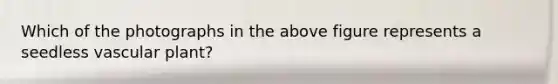 Which of the photographs in the above figure represents a seedless vascular plant?