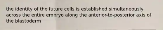 the identity of the future cells is established simultaneously across the entire embryo along the anterior-to-posterior axis of the blastoderm