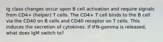 Ig class changes occur upon B cell activation and require signals from CD4+ (helper) T cells. The CD4+ T cell binds to the B cell via the CD40 on B cells and CD40 receptor on T cells. This induces the secretion of cytokines. If IFN-gamma is released, what does IgM switch to?