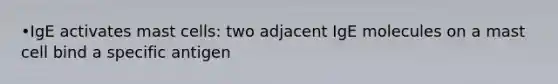 •IgE activates mast cells: two adjacent IgE molecules on a mast cell bind a specific antigen