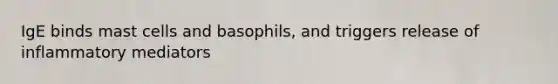 IgE binds mast cells and basophils, and triggers release of inflammatory mediators