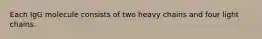 Each IgG molecule consists of two heavy chains and four light chains.