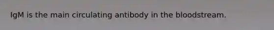 IgM is the main circulating antibody in the bloodstream.