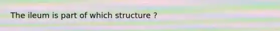 The ileum is part of which structure ?