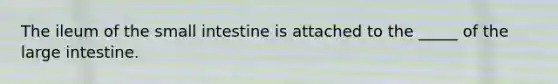 The ileum of the small intestine is attached to the _____ of the large intestine.