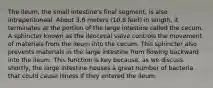 The ileum, the small intestine's final segment, is also intraperitoneal. About 3.6 meters (10.8 feet) in length, it terminates at the portion of the large intestine called the cecum. A sphincter known as the ileocecal valve controls the movement of materials from the ileum into the cecum. This sphincter also prevents materials in the large intestine from flowing backward into the ileum. This function is key because, as we discuss shortly, the large intestine houses a great number of bacteria that could cause illness if they entered the ileum.