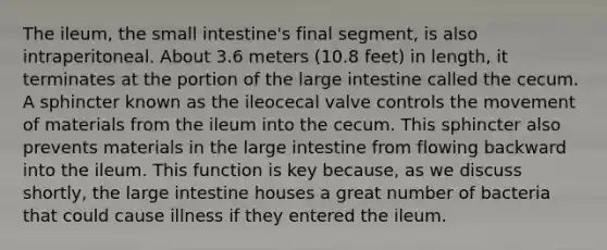 The ileum, the small intestine's final segment, is also intraperitoneal. About 3.6 meters (10.8 feet) in length, it terminates at the portion of the large intestine called the cecum. A sphincter known as the ileocecal valve controls the movement of materials from the ileum into the cecum. This sphincter also prevents materials in the large intestine from flowing backward into the ileum. This function is key because, as we discuss shortly, the large intestine houses a great number of bacteria that could cause illness if they entered the ileum.