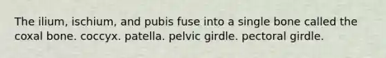 The ilium, ischium, and pubis fuse into a single bone called the coxal bone. coccyx. patella. <a href='https://www.questionai.com/knowledge/k9xWFjlOIm-pelvic-girdle' class='anchor-knowledge'>pelvic girdle</a>. <a href='https://www.questionai.com/knowledge/kLFI0fCi1K-pectoral-girdle' class='anchor-knowledge'>pectoral girdle</a>.