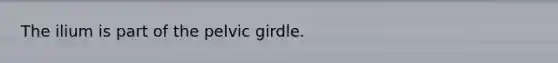 The ilium is part of the pelvic girdle.