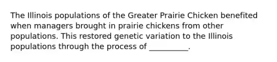 The Illinois populations of the Greater Prairie Chicken benefited when managers brought in prairie chickens from other populations. This restored genetic variation to the Illinois populations through the process of __________.