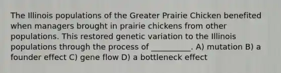 The Illinois populations of the Greater Prairie Chicken benefited when managers brought in prairie chickens from other populations. This restored genetic variation to the Illinois populations through the process of __________. A) mutation B) a founder effect C) gene flow D) a bottleneck effect