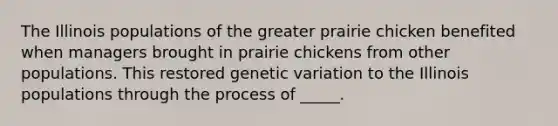 The Illinois populations of the greater prairie chicken benefited when managers brought in prairie chickens from other populations. This restored genetic variation to the Illinois populations through the process of _____.