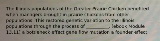 The Illinois populations of the Greater Prairie Chicken benefited when managers brought in prairie chickens from other populations. This restored genetic variation to the Illinois populations through the process of __________. (ebook Module 13.11) a bottleneck effect gene flow mutation a founder effect