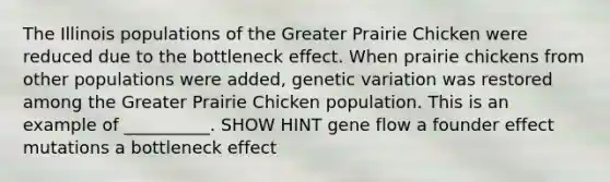 The Illinois populations of the Greater Prairie Chicken were reduced due to the bottleneck effect. When prairie chickens from other populations were added, genetic variation was restored among the Greater Prairie Chicken population. This is an example of __________. SHOW HINT gene flow a founder effect mutations a bottleneck effect