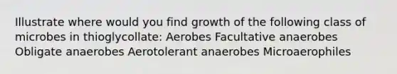 Illustrate where would you find growth of the following class of microbes in thioglycollate: Aerobes Facultative anaerobes Obligate anaerobes Aerotolerant anaerobes Microaerophiles