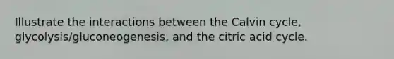 Illustrate the interactions between the Calvin cycle, glycolysis/gluconeogenesis, and the citric acid cycle.
