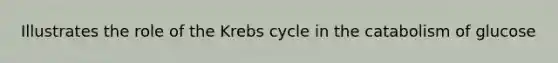 Illustrates the role of the Krebs cycle in the catabolism of glucose