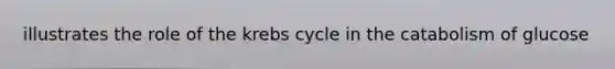 illustrates the role of the <a href='https://www.questionai.com/knowledge/kqfW58SNl2-krebs-cycle' class='anchor-knowledge'>krebs cycle</a> in the catabolism of glucose