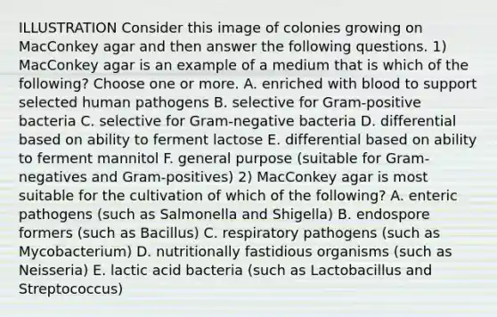 ILLUSTRATION Consider this image of colonies growing on MacConkey agar and then answer the following questions. 1) MacConkey agar is an example of a medium that is which of the following? Choose one or more. A. enriched with blood to support selected human pathogens B. selective for Gram-positive bacteria C. selective for Gram-negative bacteria D. differential based on ability to ferment lactose E. differential based on ability to ferment mannitol F. general purpose (suitable for Gram-negatives and Gram-positives) 2) MacConkey agar is most suitable for the cultivation of which of the following? A. enteric pathogens (such as Salmonella and Shigella) B. endospore formers (such as Bacillus) C. respiratory pathogens (such as Mycobacterium) D. nutritionally fastidious organisms (such as Neisseria) E. lactic acid bacteria (such as Lactobacillus and Streptococcus)