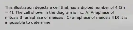 This illustration depicts a cell that has a diploid number of 4 (2n = 4). The cell shown in the diagram is in... A) Anaphase of mitosis B) anaphase of meiosis I C) anaphase of meiosis II D) It is impossible to determine