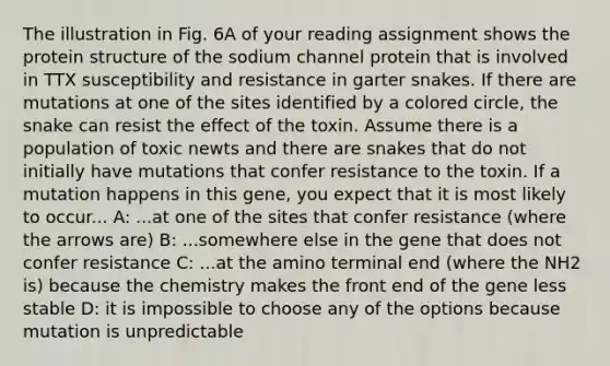 The illustration in Fig. 6A of your reading assignment shows the protein structure of the sodium channel protein that is involved in TTX susceptibility and resistance in garter snakes. If there are mutations at one of the sites identified by a colored circle, the snake can resist the effect of the toxin. Assume there is a population of toxic newts and there are snakes that do not initially have mutations that confer resistance to the toxin. If a mutation happens in this gene, you expect that it is most likely to occur... A: ...at one of the sites that confer resistance (where the arrows are) B: ...somewhere else in the gene that does not confer resistance C: ...at the amino terminal end (where the NH2 is) because the chemistry makes the front end of the gene less stable D: it is impossible to choose any of the options because mutation is unpredictable