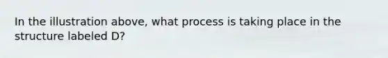 In the illustration above, what process is taking place in the structure labeled D?