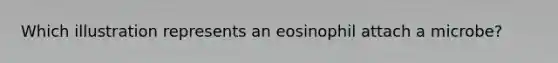 Which illustration represents an eosinophil attach a microbe?