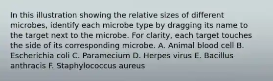 In this illustration showing the relative sizes of different microbes, identify each microbe type by dragging its name to the target next to the microbe. For clarity, each target touches the side of its corresponding microbe. A. Animal blood cell B. Escherichia coli C. Paramecium D. Herpes virus E. Bacillus anthracis F. Staphylococcus aureus