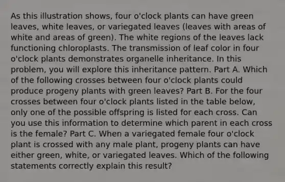 As this illustration shows, four o'clock plants can have green leaves, white leaves, or variegated leaves (leaves with areas of white and areas of green). The white regions of the leaves lack functioning chloroplasts. The transmission of leaf color in four o'clock plants demonstrates organelle inheritance. In this problem, you will explore this inheritance pattern. Part A. Which of the following crosses between four o'clock plants could produce progeny plants with green leaves? Part B. For the four crosses between four o'clock plants listed in the table below, only one of the possible offspring is listed for each cross. Can you use this information to determine which parent in each cross is the female? Part C. When a variegated female four o'clock plant is crossed with any male plant, progeny plants can have either green, white, or variegated leaves. Which of the following statements correctly explain this result?