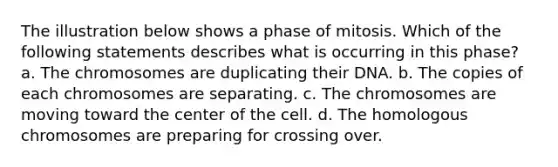 The illustration below shows a phase of mitosis. Which of the following statements describes what is occurring in this phase? a. The chromosomes are duplicating their DNA. b. The copies of each chromosomes are separating. c. The chromosomes are moving toward the center of the cell. d. The homologous chromosomes are preparing for crossing over.