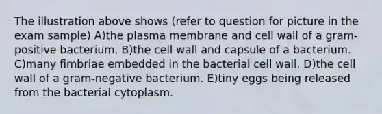 The illustration above shows (refer to question for picture in the exam sample) A)the plasma membrane and cell wall of a gram-positive bacterium. B)the cell wall and capsule of a bacterium. C)many fimbriae embedded in the bacterial cell wall. D)the cell wall of a gram-negative bacterium. E)tiny eggs being released from the bacterial cytoplasm.