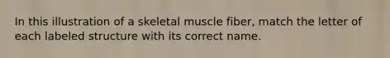 In this illustration of a skeletal muscle fiber, match the letter of each labeled structure with its correct name.