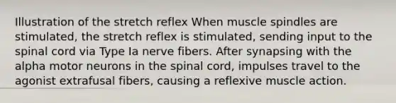 Illustration of the stretch reflex When muscle spindles are stimulated, the stretch reflex is stimulated, sending input to the spinal cord via Type Ia nerve fibers. After synapsing with the alpha motor neurons in the spinal cord, impulses travel to the agonist extrafusal fibers, causing a reflexive muscle action.