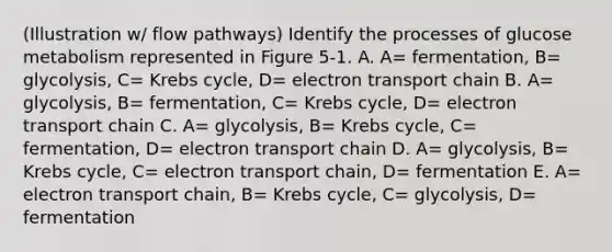 (Illustration w/ flow pathways) Identify the processes of glucose metabolism represented in Figure 5-1. A. A= fermentation, B= glycolysis, C= Krebs cycle, D= electron transport chain B. A= glycolysis, B= fermentation, C= Krebs cycle, D= electron transport chain C. A= glycolysis, B= Krebs cycle, C= fermentation, D= electron transport chain D. A= glycolysis, B= Krebs cycle, C= electron transport chain, D= fermentation E. A= electron transport chain, B= Krebs cycle, C= glycolysis, D= fermentation