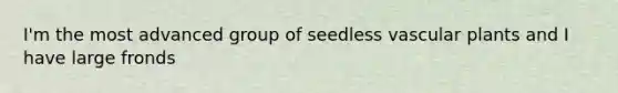 I'm the most advanced group of seedless vascular plants and I have large fronds