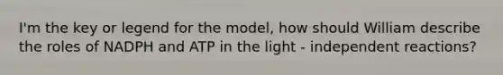 I'm the key or legend for the model, how should William describe the roles of NADPH and ATP in the light - independent reactions?