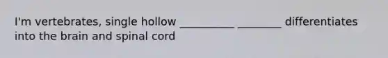 I'm vertebrates, single hollow __________ ________ differentiates into the brain and spinal cord