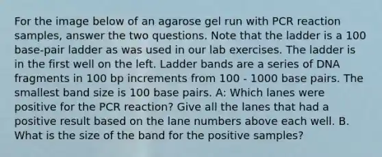 For the image below of an agarose gel run with PCR reaction samples, answer the two questions. Note that the ladder is a 100 base-pair ladder as was used in our lab exercises. The ladder is in the first well on the left. Ladder bands are a series of DNA fragments in 100 bp increments from 100 - 1000 base pairs. The smallest band size is 100 base pairs. A: Which lanes were positive for the PCR reaction? Give all the lanes that had a positive result based on the lane numbers above each well. B. What is the size of the band for the positive samples?