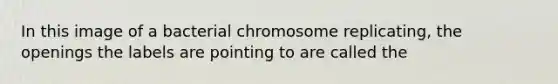 In this image of a bacterial chromosome replicating, the openings the labels are pointing to are called the