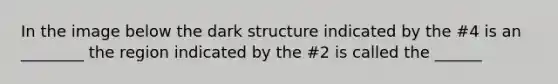 In the image below the dark structure indicated by the #4 is an ________ the region indicated by the #2 is called the ______