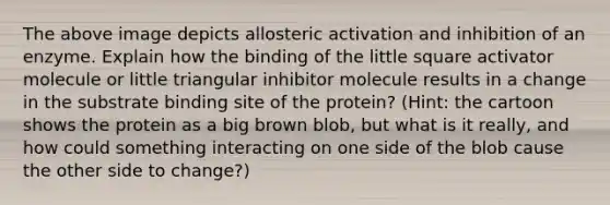 The above image depicts allosteric activation and inhibition of an enzyme. Explain how the binding of the little square activator molecule or little triangular inhibitor molecule results in a change in the substrate binding site of the protein? (Hint: the cartoon shows the protein as a big brown blob, but what is it really, and how could something interacting on one side of the blob cause the other side to change?)