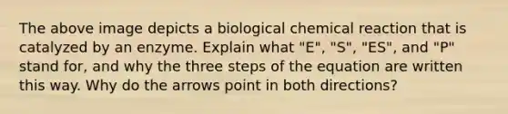 The above image depicts a biological chemical reaction that is catalyzed by an enzyme. Explain what "E", "S", "ES", and "P" stand for, and why the three steps of the equation are written this way. Why do the arrows point in both directions?