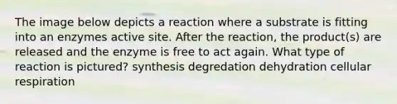 The image below depicts a reaction where a substrate is fitting into an enzymes active site. After the reaction, the product(s) are released and the enzyme is free to act again. What type of reaction is pictured? synthesis degredation dehydration cellular respiration