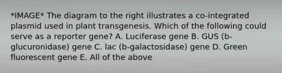 *IMAGE* The diagram to the right illustrates a co-integrated plasmid used in plant transgenesis. Which of the following could serve as a reporter gene? A. Luciferase gene B. GUS (b-glucuronidase) gene C. lac (b-galactosidase) gene D. Green fluorescent gene E. All of the above