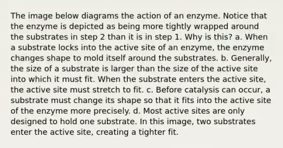 The image below diagrams the action of an enzyme. Notice that the enzyme is depicted as being more tightly wrapped around the substrates in step 2 than it is in step 1. Why is this? a. When a substrate locks into the active site of an enzyme, the enzyme changes shape to mold itself around the substrates. b. Generally, the size of a substrate is larger than the size of the active site into which it must fit. When the substrate enters the active site, the active site must stretch to fit. c. Before catalysis can occur, a substrate must change its shape so that it fits into the active site of the enzyme more precisely. d. Most active sites are only designed to hold one substrate. In this image, two substrates enter the active site, creating a tighter fit.